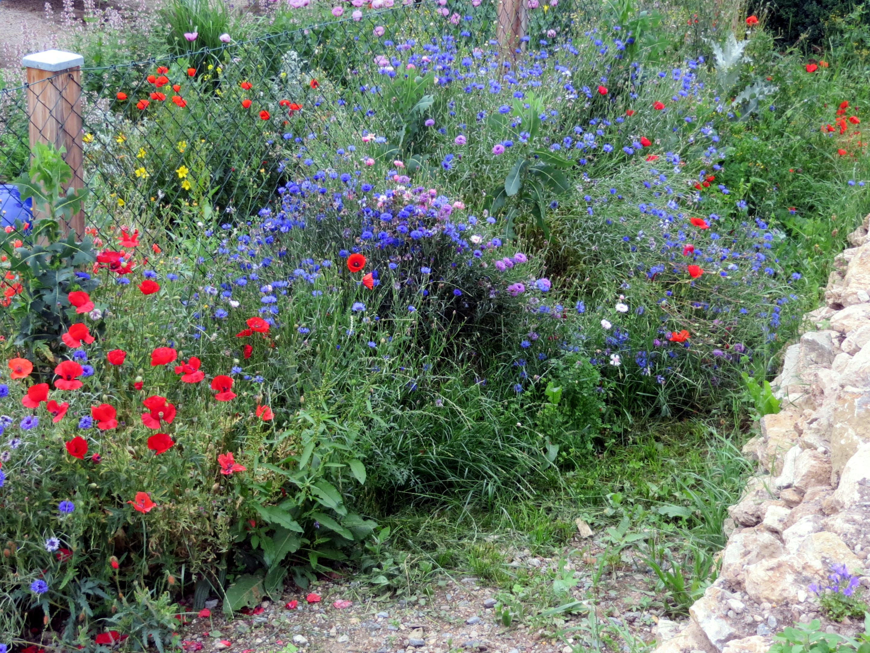 Zaun mit Blühwiese aus Mohn, Kornblumen und anderen Blumen