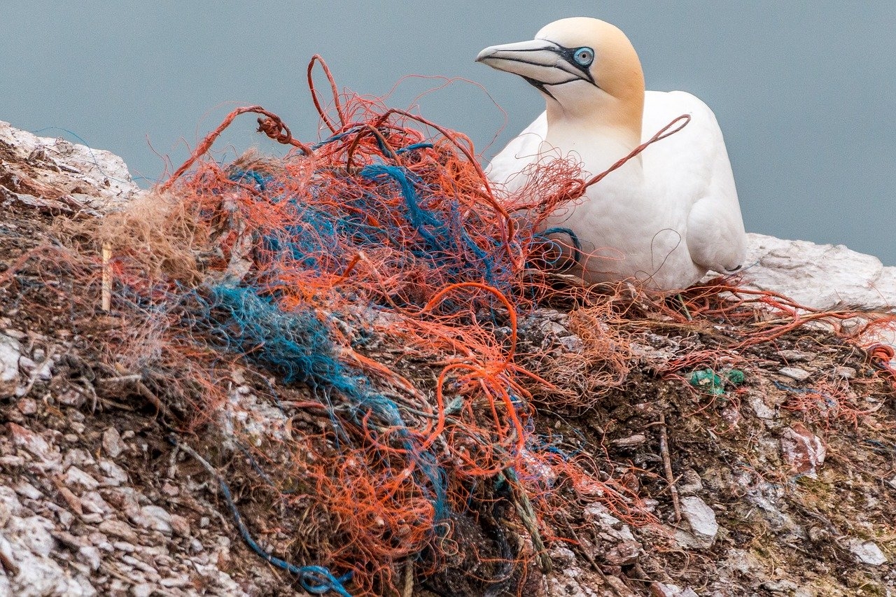 Tölpel sitzt auf Nest aus altem Fischernetz