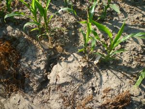 Bodenerosion durch Maisanbau, Risse im Boden