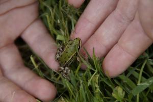 junger Frosch klettert aus dem Gras auf eine Hand