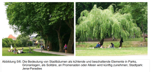 Die Bedeutung von Stadtbäumen als kühlende und beschattende Elemente / Klimakomfort im Stadtpark Jenas-Paradies