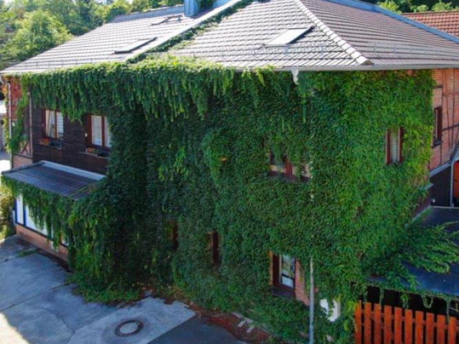 Grüne Rankpflanzen bedecken Hausfassade