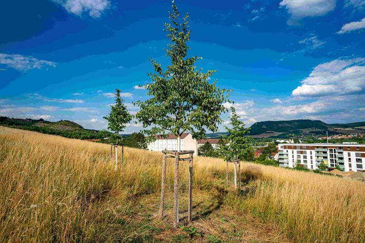 Neugepflanzte Bäume auf einer Wiese hinter einem Wohngebiet