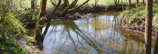 Roda mit Ufergehölz im Frühjahr bei sonnigem Wetter
