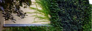 Kletterpflanzen an Fassade im Frommanschen Garten
