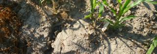 Bodenerosion durch Maisanbau, Risse im Boden