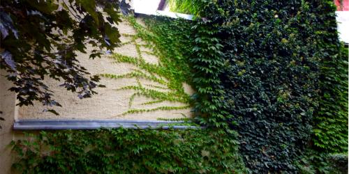Kletterpflanzen an Fassade im Frommanschen Garten