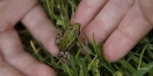 junger Frosch klettert aus dem Gras auf eine Hand