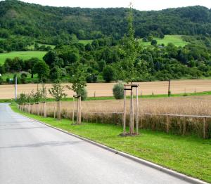 Baumersatzpflanzung entlang einer Straße als Kompensationsmaßnahme