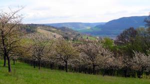 blühende Streuobstwiese am Jägerberg mit Blick ins Saaletal