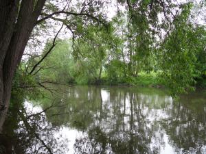 Blick auf die Roda mit Bäumen im Uferbereich im Sommer