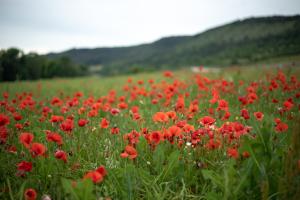 Mohnblumenwiese