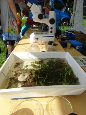 Wasserpflanzen in weißer Schale auf einem Tisch, im Hintergrund Mikroskop