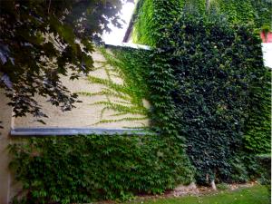 Kletterpflanzen an Fassade im Frommanschen Garten