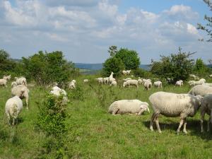 Weidende Schafe zwischen Sträuchern im Sommer