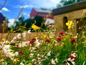 Blühende Wiese am Engelplatz