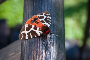 Schmetterling Brauner Bär