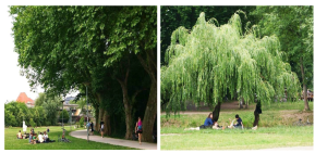 2 Abbildungen nebeneinander, die mehrere Bäume in einem Park zeigen