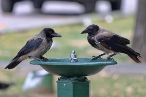 Zwei Krähen, die an einem Trinkbrunnenrand sitzen