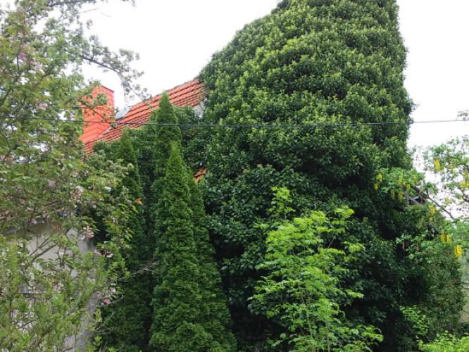 Begrünte Fassade im Grillparzer Weg 10