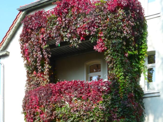 Rankender Wein mit Rotfärbung vor Balkon an weißer Hausfassade