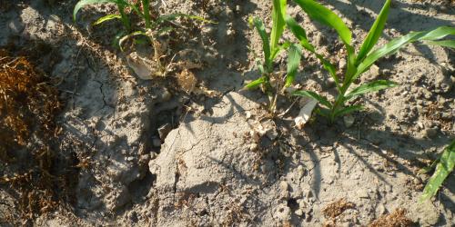 Bodenerosion durch Maisanbau, Risse im Boden