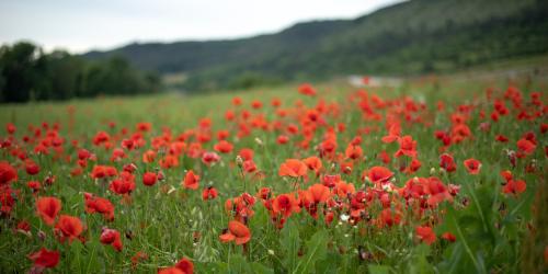 Mohnblumenwiese