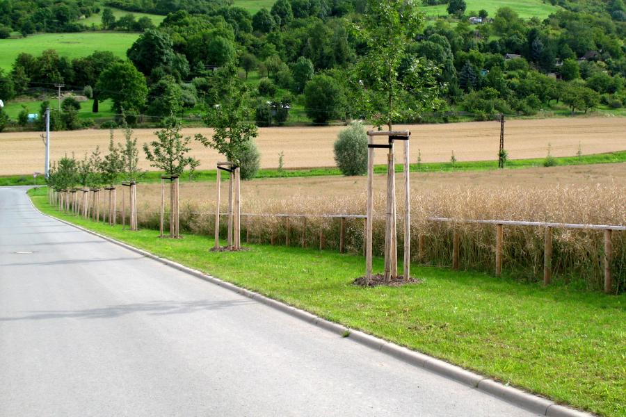 Baumersatzpflanzung entlang einer Straße als Kompensationsmaßnahme