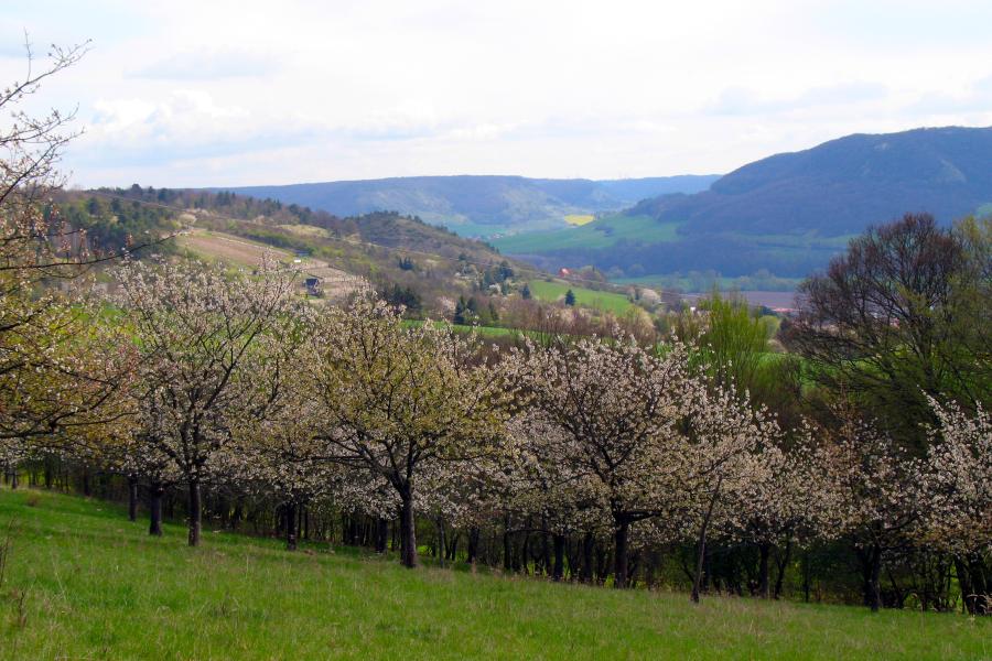 blühende Streuobstwiese am Jägerberg mit Blick ins Saaletal