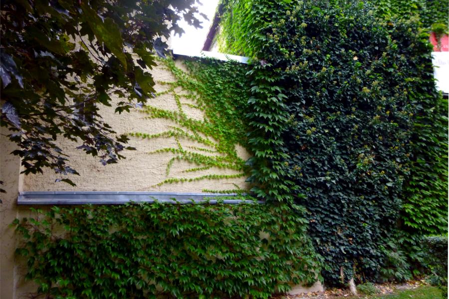Kletterpflanzen an Fassade im Frommanschen Garten